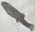 Wide Notogoneus, Mioplosus & Knightia Fossil Fish Plate #28515-4
